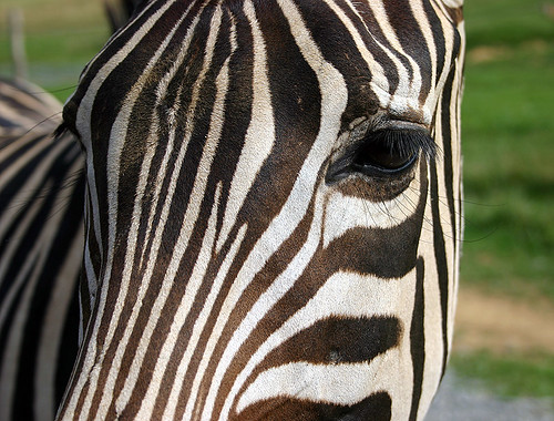 Images Of Zebra Stripes. Zebra Stripes