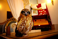 Occult Owl by jrbrubaker (flickr.com/photos/subconscience)