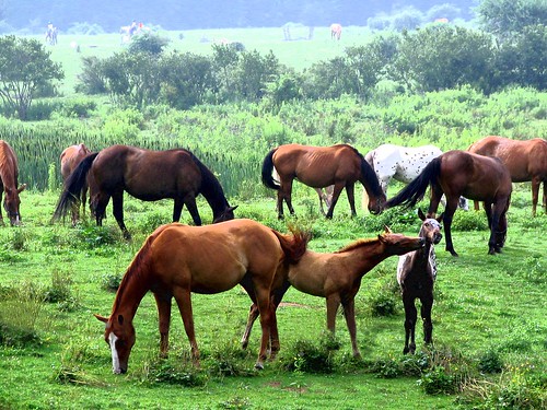 herd of horses. Horse Herd, 1 of 3