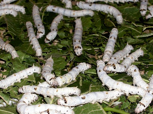 Silk Worms