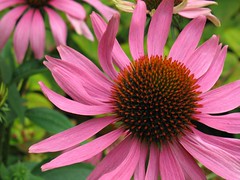 Pink flower closeup - by mberasategi