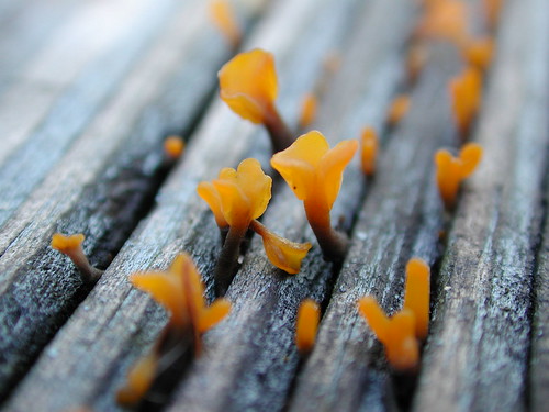 Tiny Orange Fungi