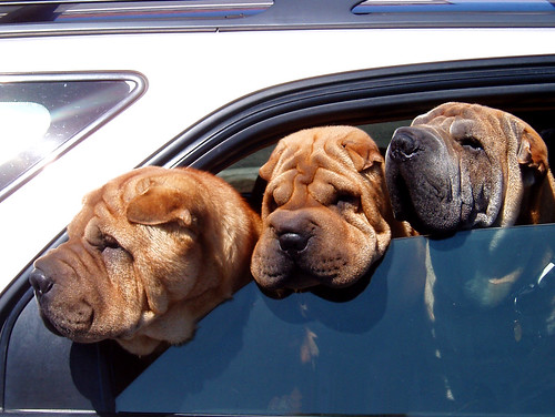 shar pei pictures