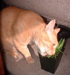 Abby chewing on cat grass