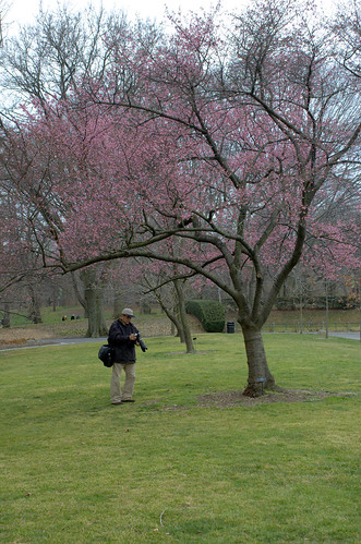 Lone Flowering Cherry and my Doppelganger