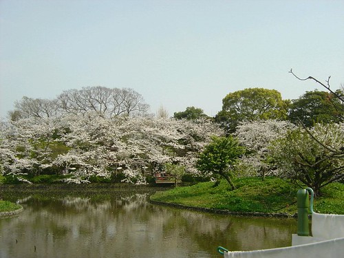Sakura in Kamakura