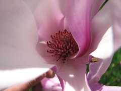 Innards of a magnolia