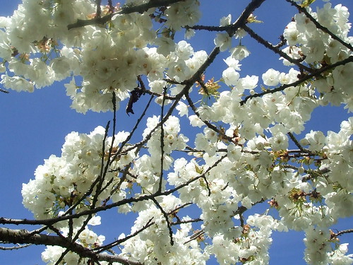 spring white blossoms