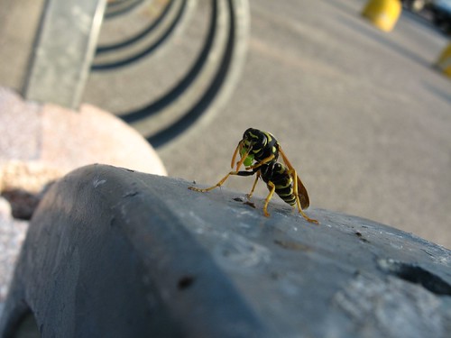 A wasp chowing down on something outside mall near Legnano, Italy