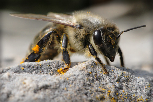 Пчела са поленом (аутор macropoulos)