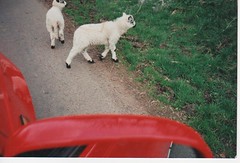 lambs in ireland