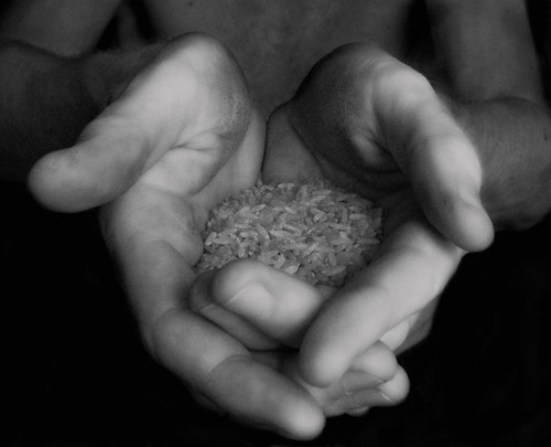 Flickr Picture Rice in hands