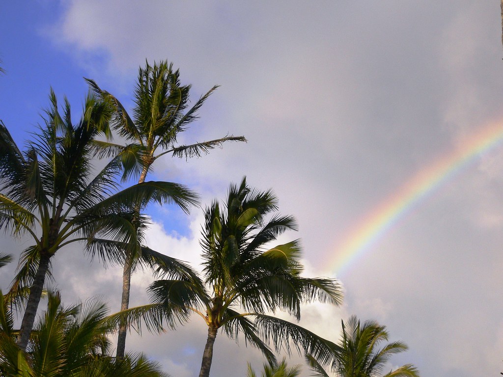 Palm & Rainbows