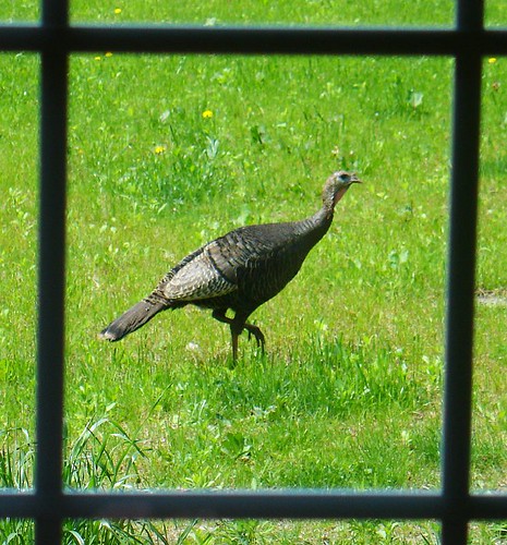 Wild turkey at the bird feeder