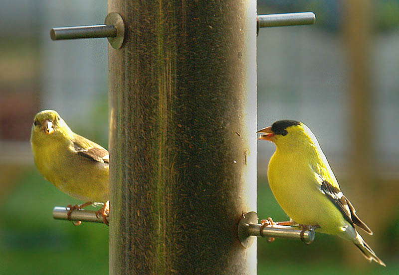 goldfinch pair