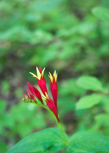 Red and Yellow Wild Flower