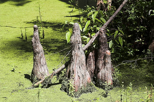 Close-up of Cypress Knees