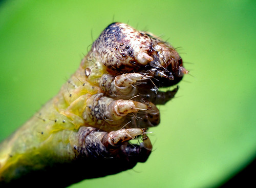 Caterpillar Face by Thomas Shahan.