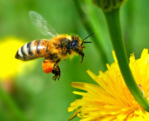 European Honey Bee Touching Down by autan.