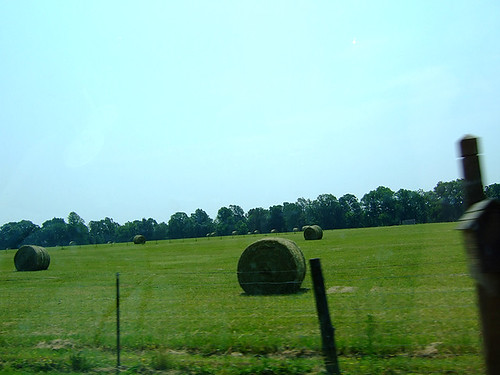 Green hay!