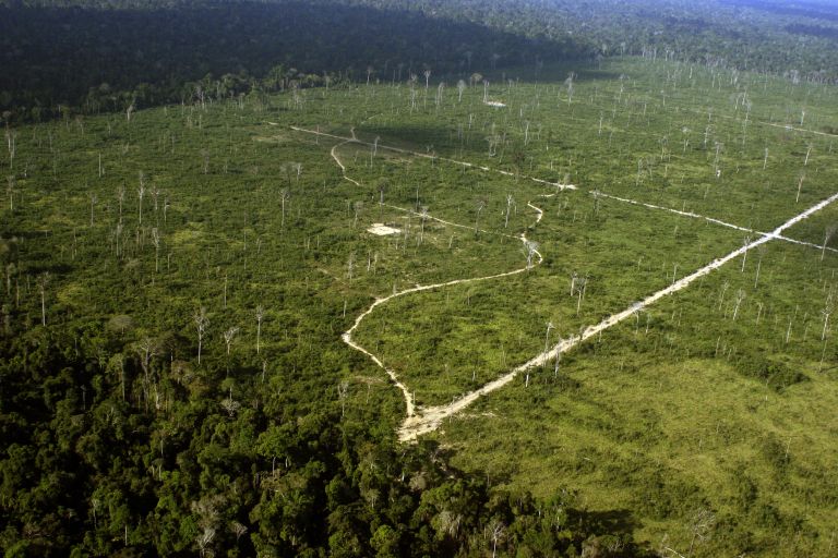 Deforestation in the Amazon to make way for cattle