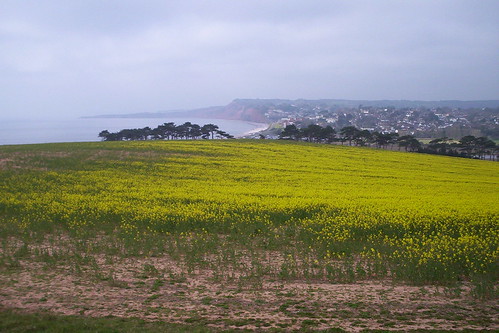 Budleigh and rape seed