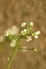 Capsella bursa-pastoris - Herderstasje, bloemen
