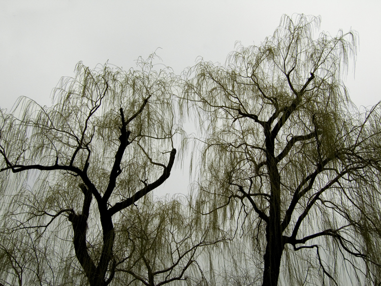 weeping willows brooklyn botanic gardens