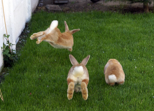 rabbits running away carrots