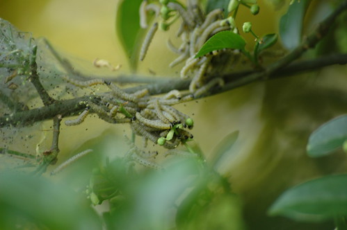 Hyponomeuta padellus - spinselmot/stippelmot