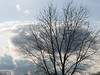 Clouds and a Bare Tree