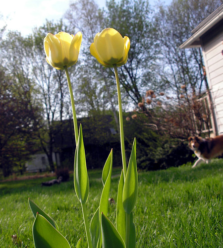Tulips and Toonie