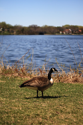 Goose 1831