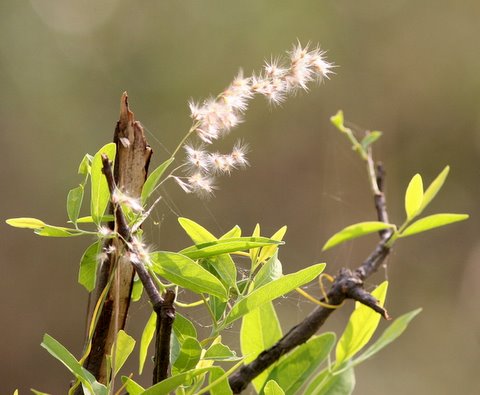 Wind Dispersed Seeds, JPNagar Reserve Forest, 12 May 07