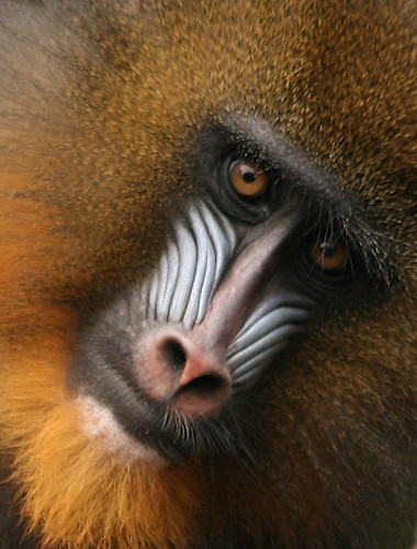 monkey face outline