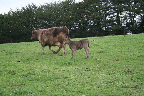 Cow and calf at Coat estate