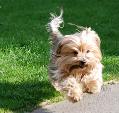 Pippa running