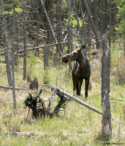firesteel river moose