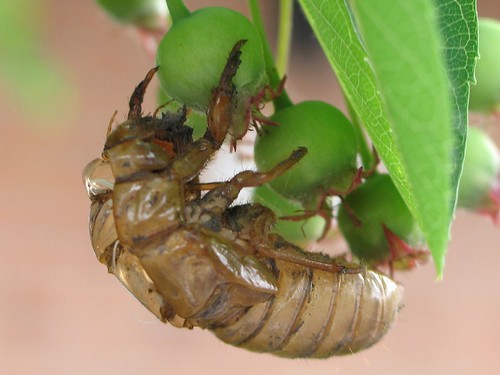 Cicada eco-skeleton