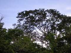 Toucan in a tree