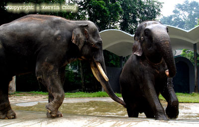 Elephant-Pair