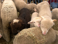 Sheepshearing1