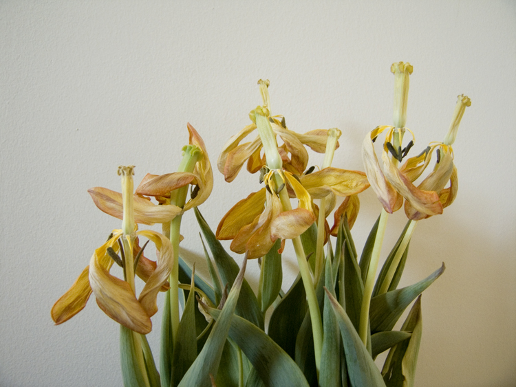 dead tulips