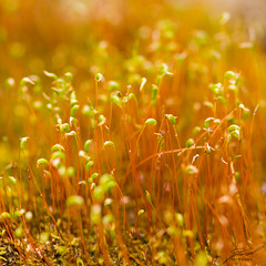 Mossy Sprout Forrest