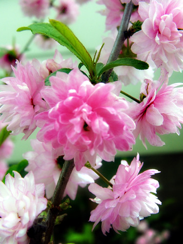 floweringalmond