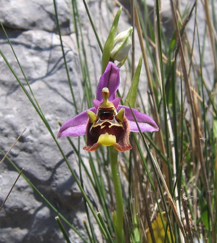 Large-flowered Bee Ophrys