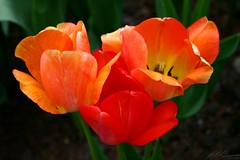 Red-orange Tulips