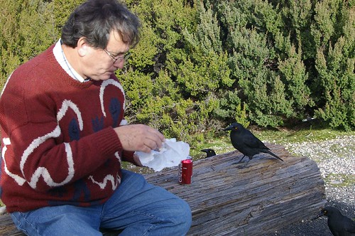 Sharing my afternoon tea with currawongs