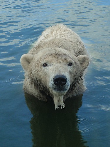 The polar bears are eating themselves. …well, technically, they're actually 