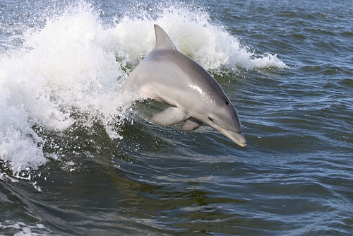 Dolphin Jumping in Wake | Flickr - Photo Sharing!